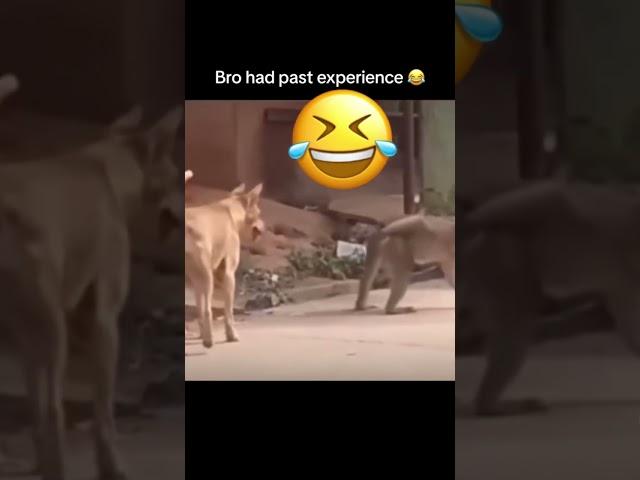  not today #youtubershort #funny #funnymonkey #youtuber #memes #exploremore #monkey #dogshorts