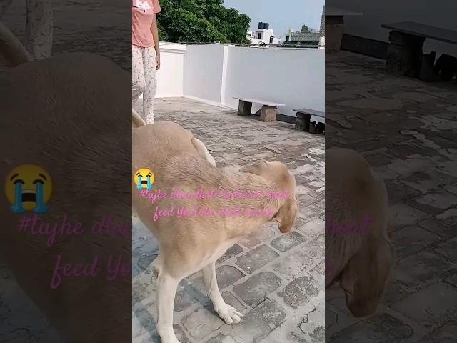  trending viral video, original unique, true life, stray dogs #viralvideos direct, unknown search