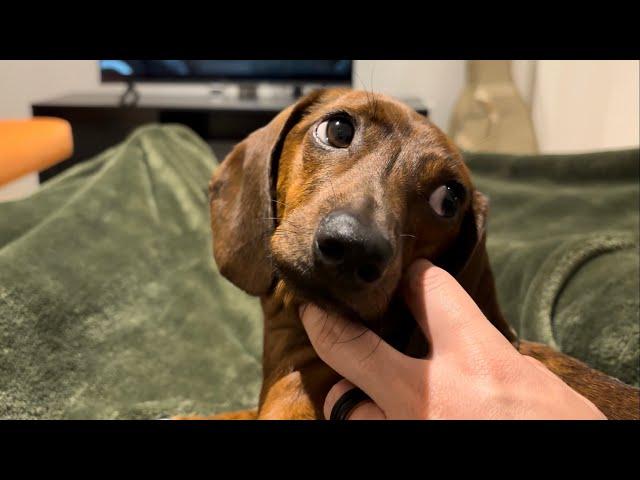 A night in the life of a mini dachshund