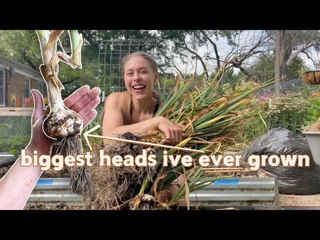 My Best Garlic Harvest!!! What I Did Differently In 2024 To Grow Large Garlic! + How I Cure Garlic!!