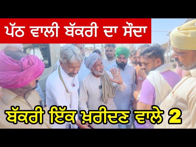 ਬੱਕਰੀ ਇੱਕ ਖ਼ਰੀਦਣ ਵਾਲੇ 2 | Raju Dirba #bakramandi #farming #goats