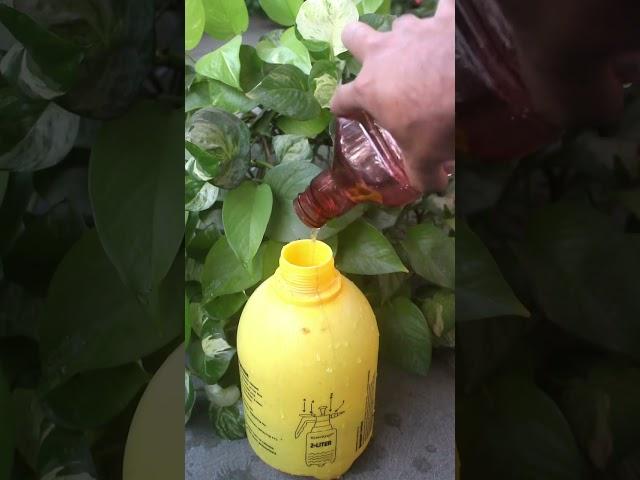 Simplest way to make money plant bushy in water!