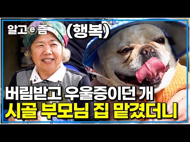 프랑스에서 온 견종 프렌치 불도그의 정겨운 한국 시골 일상｜K-할머니표 패션으로 시골 누비며 호강하는 개｜세상에 나쁜 개는 없다｜알고e즘