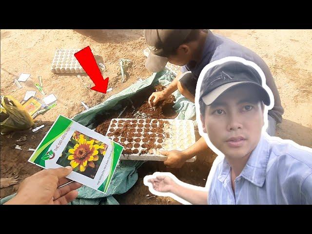 thời gian gieo cúc lá nhám nở hoa đúng tết - huỳnh thủy tinh vlog