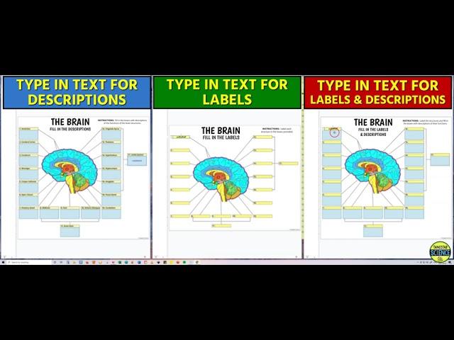 Brain Interactive Google Slides Activities (by Tangstar Science)