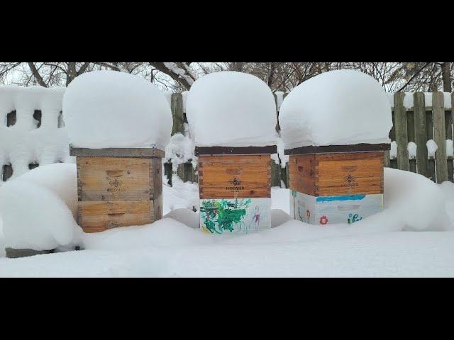 Overwintering Honey Bees in Northern Climates - Michigan