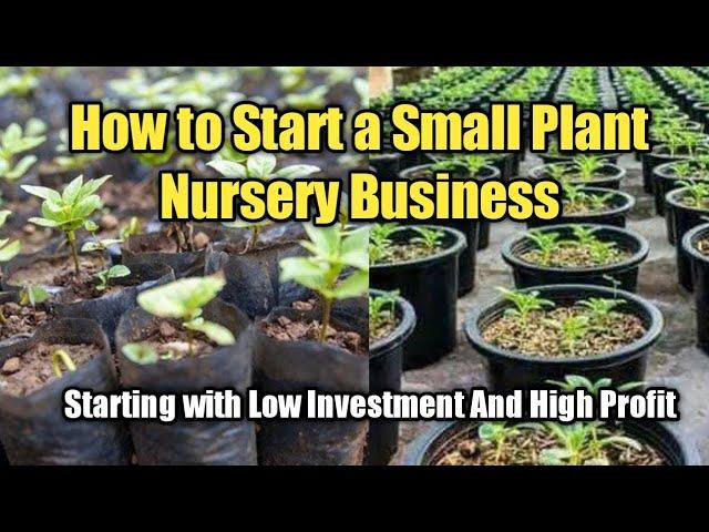 How to Start a Plant Nursery Business in Small Scale