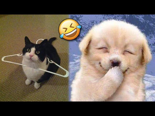 The Funniest Pets Videos Ever №4  | That's Incredibly Fun | JoysPets