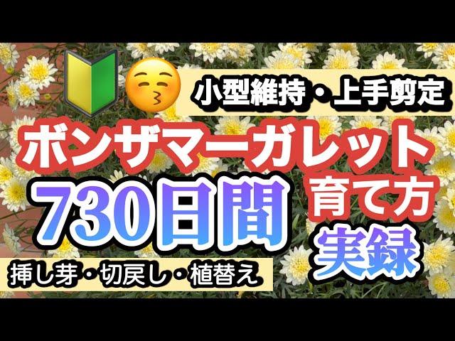 【ボンザマーガレットの育て方２年間】上手剪定パパッとイッキ見・2年前の植付け〜現在（挿し芽・植替え・サイズダウンまでも簡単説明）