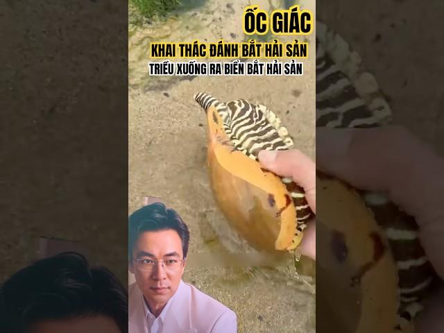 Khai Thác Đánh Bắt Hải Sản | Nước Triều Xuống Ra Biển Bắt Hải Sản #review #nhatranggis