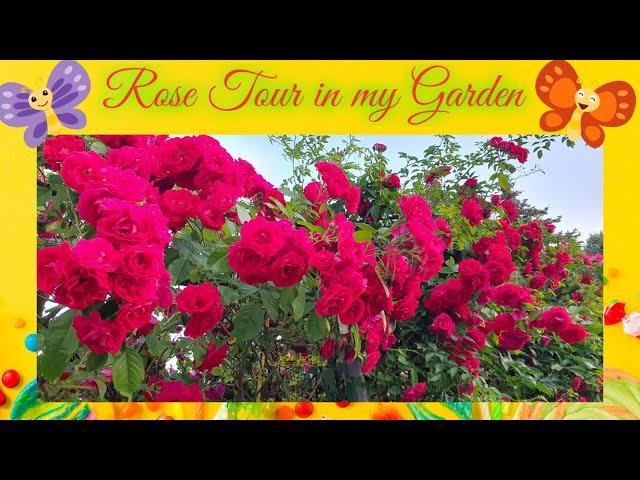 Rose Tour in my Garden