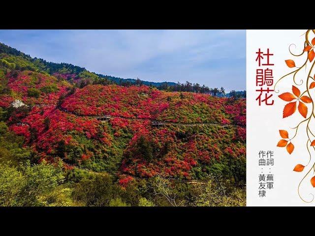 葉聆伶 - 懷舊歌曲翻唱 - 杜鵑花(國語)