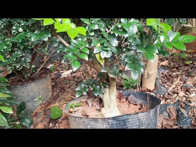 cây nguyệt quế lùn lực chơi bonsai 0917329662