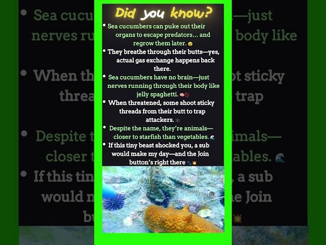 This Sea Creature Shouldn’t Exist (But It Does) #didyouknow #animalfacts #junglebytes #seacucumber