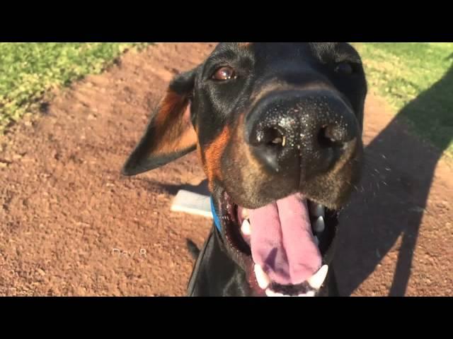 Shadow Practicing in Oceanside | Intelligent K9