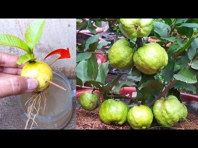 New skills! Growing a guava tree with guava fruit in water