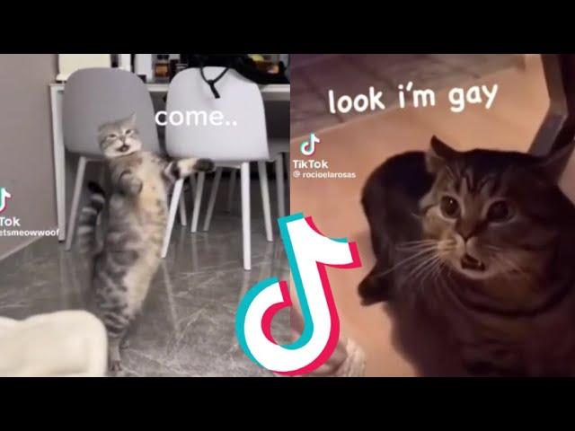 Funny Cats Speaking English Compilation!!!! (Pt. 1)