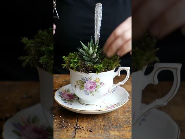 Magic Floating Teacup Planter DIY 勞