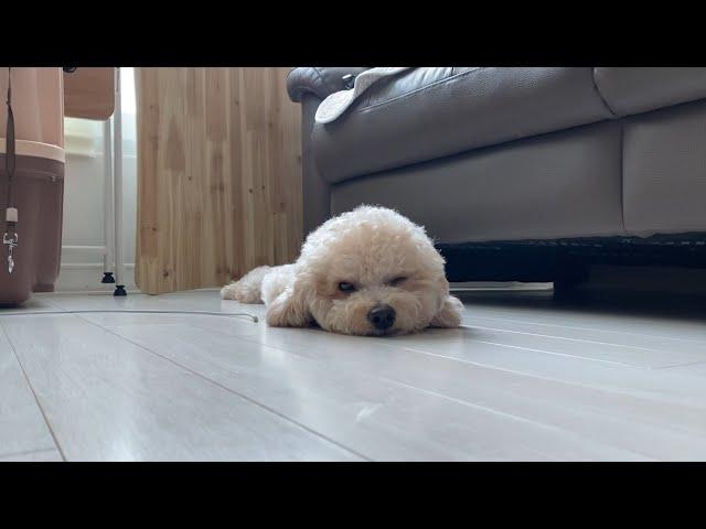 저희 식구 우디 인사 한번 올리오라