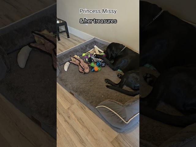 Missy with her treasures. #dog #pets #lab #Labrador