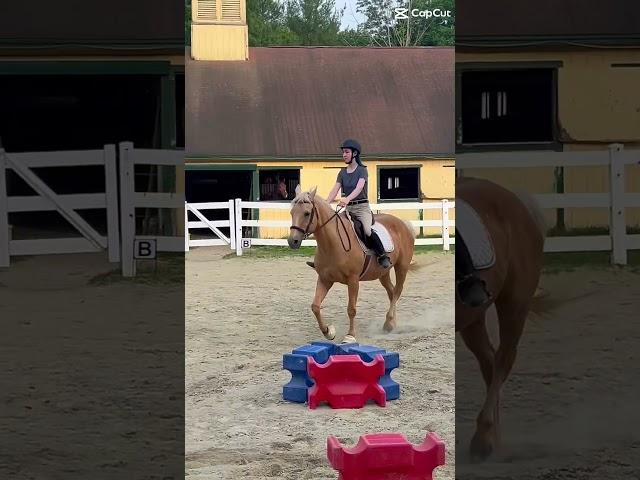 honey’s canter transitions  #canter #horse #equestrian