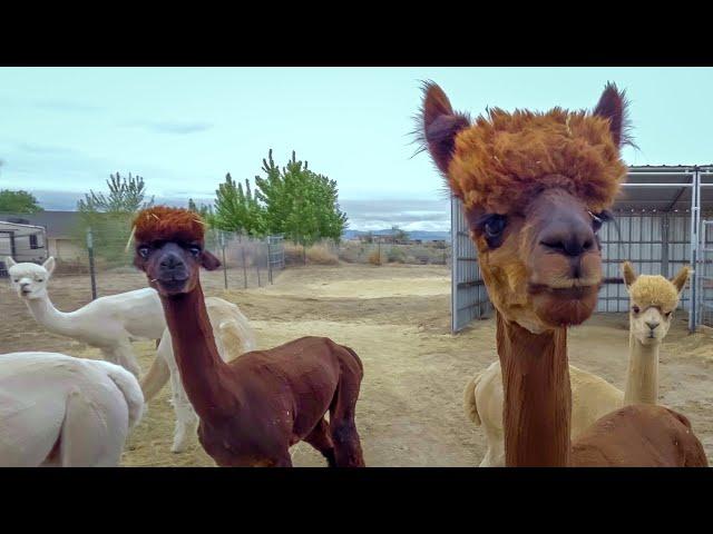 Hanging Out with Adorable Alpacas!   Our Sawdust Farm Tour