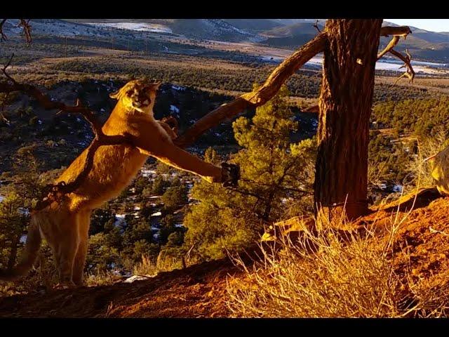 Large Cougar Released From Trap in Pine Valley Mountains