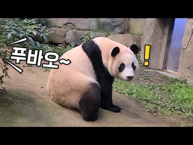 강바오 말 알아듣는 바오가족 반응 모음 Panda Reaction (러바오, 아이바오, 푸바오)