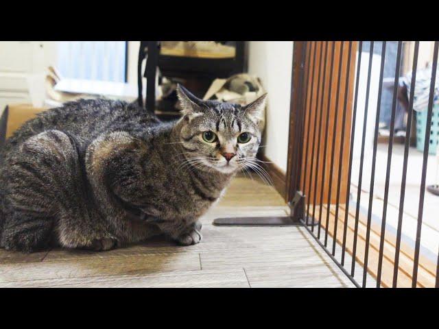 子猫を監視しながらいちいち怒るねねこ！