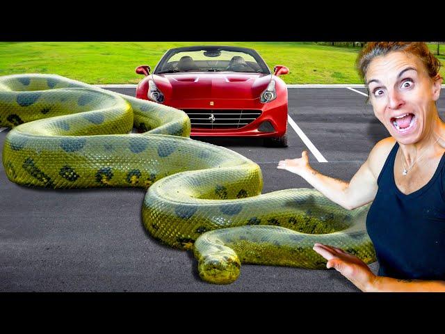 Are My Giant Snakes Really Over 20 Feet Long?!!