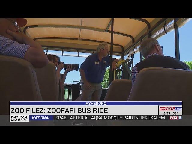 Take a ride on the Zoofari bus at the NC Zoo!