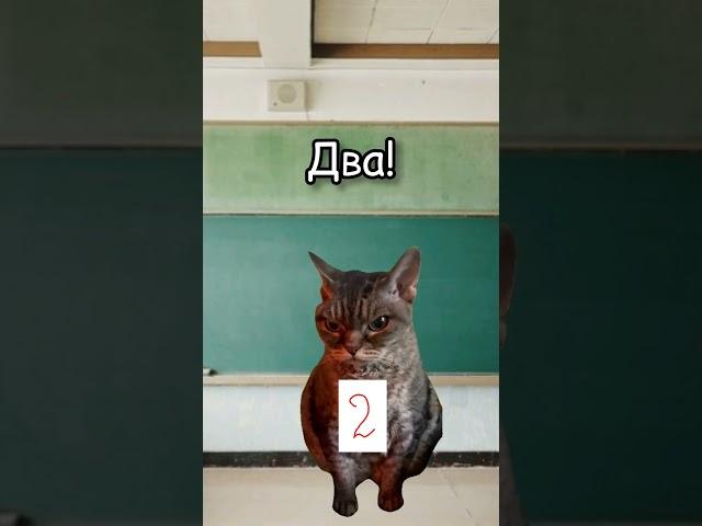 Типичный класс #школа #shorts #tiktok #youtube #котики #футажи #хочуврек