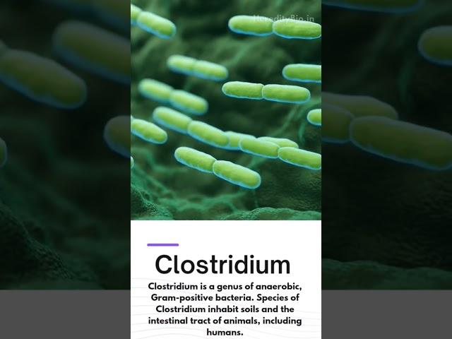 What are the 5 gram-positive bacteria? #shorts #hereditybioacademy