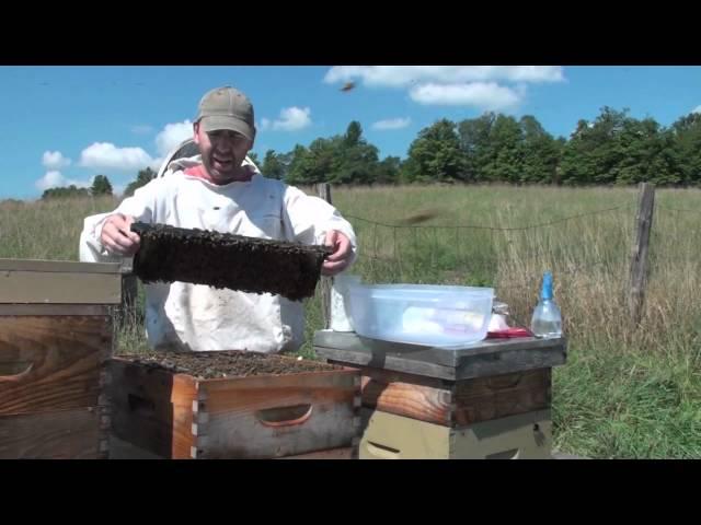 Honeybee Sugar Shake Mite Count