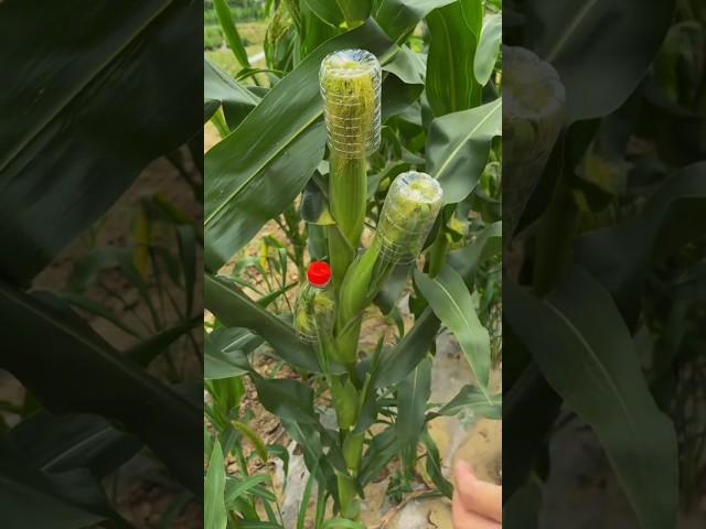 relaxing fruis #nature #farmer #farming #asmr #natural