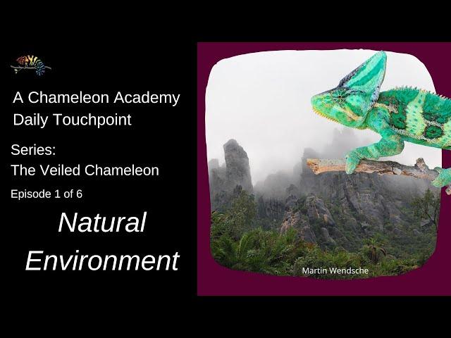 Veiled Chameleon Natural Environment