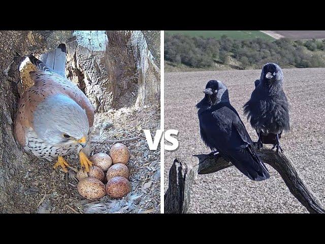 Kestrel vs Jackdaw - Brutal Fight To Defend 6 Kestrel Bird Eggs | Mr & Mrs Kes | Robert E Fuller