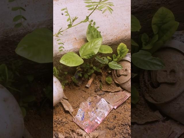 Life finds a way- timelapse of plants growing on street curb