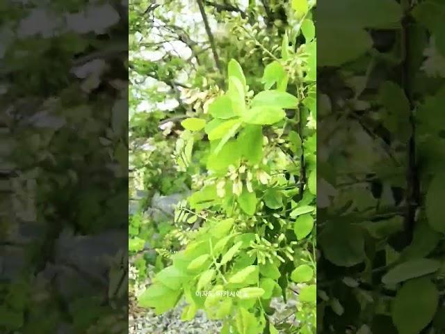 여수 여자도 아카시아꽃#여자도#아카시아꽃#여자도#여수섬