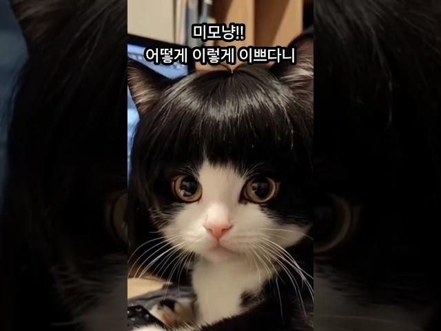 이렇게 이쁜 냥이가 있다니..#cat #고양이 #cute