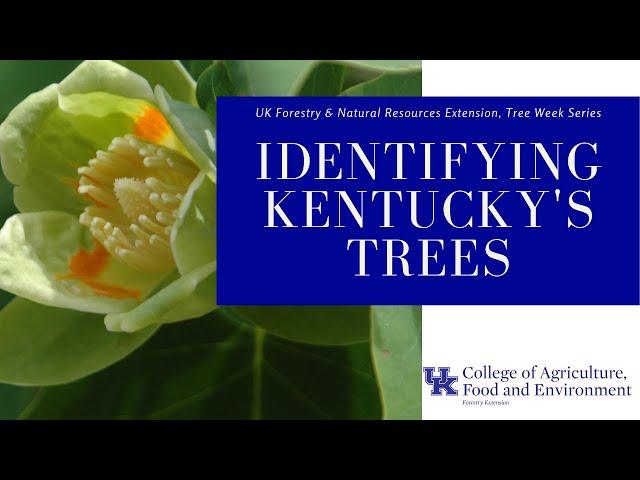 Tree Week: Tree ID
