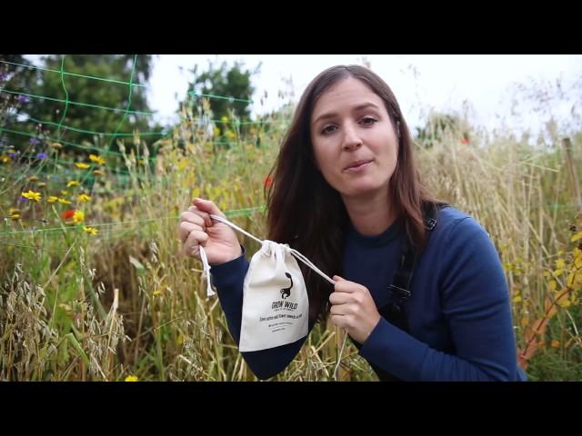 How to save your wild flower seeds with Hannah Grows