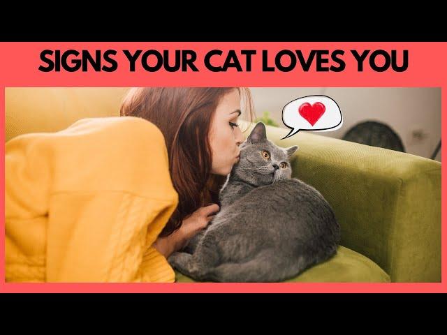 12 Signs your Cat regard you as its mother| Cat Behavior