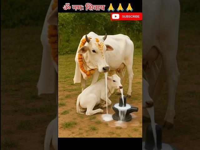 गौमाता का शिवलिंग अभिषेक - एक अद्भुत दृश्य|#mahadev #cow#nandi