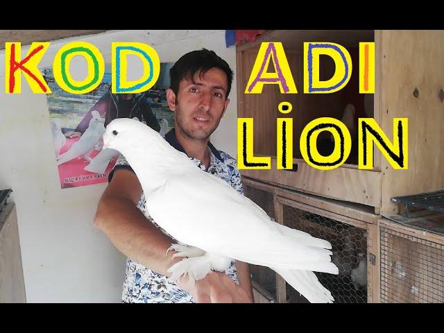 Kod Adı, Lion. Öntepe Beyaz Şebap Güvercin. Dünyanın En Güzel Güvercinleri. 532.170.53.10