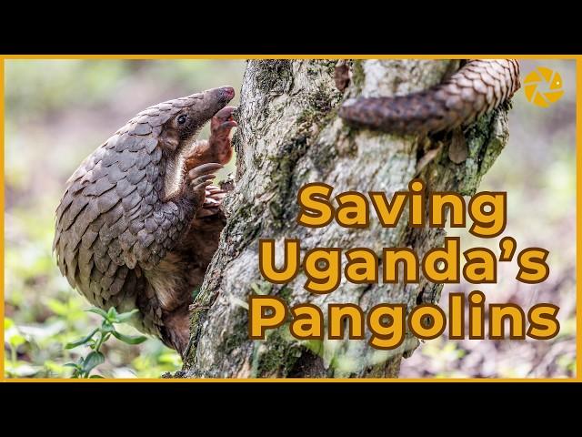 We visited a PANGOLIN rescue centre in Uganda!