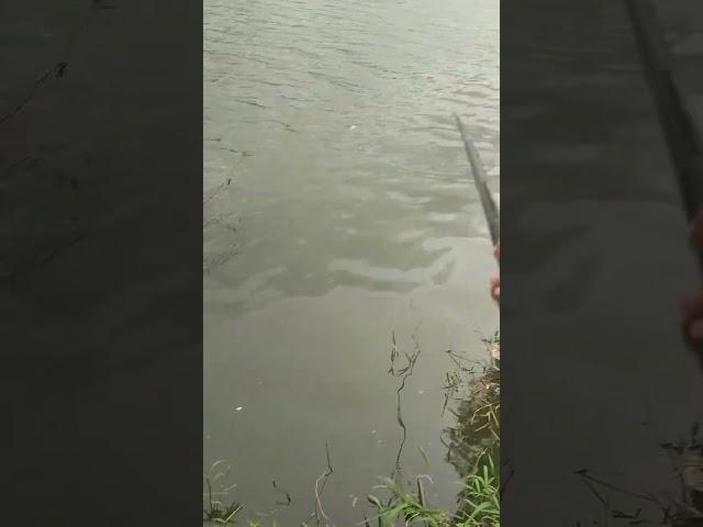 Mendapat ikan beles #fishing #fish  #carpfishing