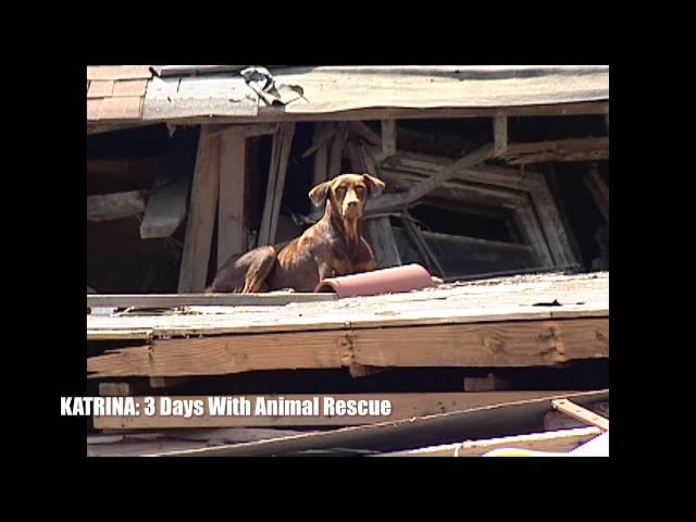 KATRINA: 3 DAYS WITH ANIMAL RESCUE