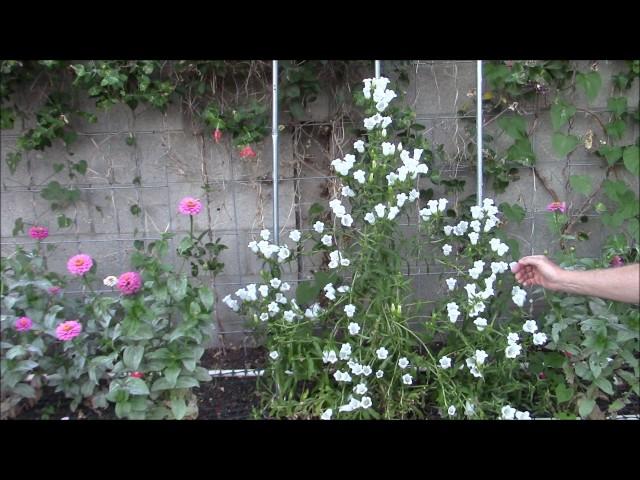 How To Grow Canterbury Bells In The Desert