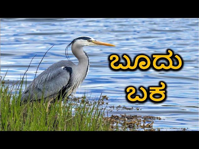 ಬೂದು ಬಕ ಪಕ್ಷಿಯ ಬಗ್ಗೆ ತಿಳಿಯಿರಿ | grey heron | Ardea cinerea | Boodu Baka | jnanakosha